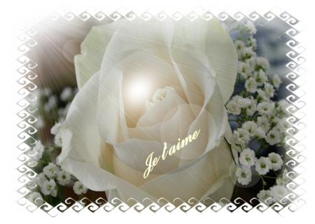 rose blanche
