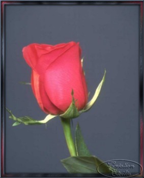 fleur