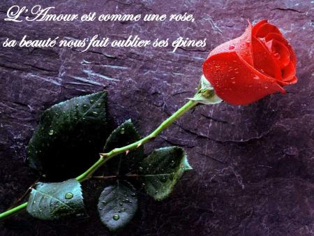 roge rouge