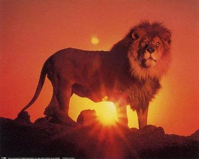 LE ROI